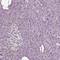 Aminoadipate Aminotransferase antibody, HPA037502, Atlas Antibodies, Immunohistochemistry frozen image 