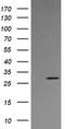 Kallikrein Related Peptidase 8 antibody, LS-C174717, Lifespan Biosciences, Western Blot image 