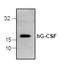 G-CSF antibody, TA319031, Origene, Western Blot image 