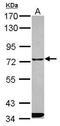 ITPRIP Like 1 antibody, GTX120868, GeneTex, Western Blot image 