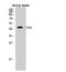 C-X-C Motif Chemokine Receptor 4 antibody, STJ93165, St John