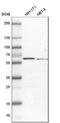 Granulin Precursor antibody, NBP1-87324, Novus Biologicals, Western Blot image 