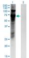 Zinc Finger Protein 10 antibody, H00007556-M03, Novus Biologicals, Western Blot image 