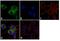 Rabphilin 3A antibody, PA1-774, Invitrogen Antibodies, Immunofluorescence image 