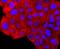 S100 Calcium Binding Protein A6 antibody, A02043S100, Boster Biological Technology, Immunocytochemistry image 