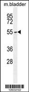 F-Box And WD Repeat Domain Containing 8 antibody, 55-367, ProSci, Western Blot image 