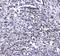 Growth Factor Independent 1 Transcriptional Repressor antibody, PA5-79305, Invitrogen Antibodies, Immunohistochemistry paraffin image 