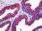 Natriuretic Peptide Receptor 2 antibody, 51-775, ProSci, Immunohistochemistry paraffin image 