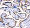 Transferrin Receptor antibody, PB9233, Boster Biological Technology, Immunohistochemistry paraffin image 