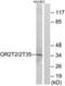 Olfactory Receptor Family 2 Subfamily T Member 2 antibody, PA5-39628, Invitrogen Antibodies, Western Blot image 