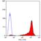 Thy-1 Cell Surface Antigen antibody, MCA47G, Bio-Rad (formerly AbD Serotec) , Western Blot image 