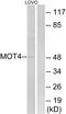 Solute Carrier Family 16 Member 3 antibody, PA5-39251, Invitrogen Antibodies, Western Blot image 