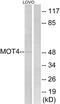 Mct4 antibody, PA5-39251, Invitrogen Antibodies, Western Blot image 