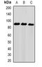 Ubiquitin Like With PHD And Ring Finger Domains 2 antibody, orb340836, Biorbyt, Western Blot image 