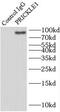 Prickle Planar Cell Polarity Protein 1 antibody, FNab06774, FineTest, Immunoprecipitation image 