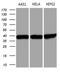 Transaldolase 1 antibody, LS-C792275, Lifespan Biosciences, Western Blot image 