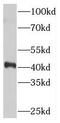 Phosducin-like protein antibody, FNab06245, FineTest, Western Blot image 