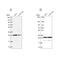 Progesterone Receptor Membrane Component 2 antibody, NBP2-13753, Novus Biologicals, Western Blot image 