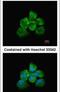 Rho/Rac Guanine Nucleotide Exchange Factor 18 antibody, PA5-21429, Invitrogen Antibodies, Immunofluorescence image 
