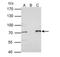 Protein Arginine Methyltransferase 5 antibody, NBP2-19935, Novus Biologicals, Immunoprecipitation image 