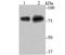 Transducin-like enhancer protein 6 antibody, NBP2-75684, Novus Biologicals, Western Blot image 