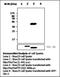 Protein Tyrosine Phosphatase Non-Receptor Type 7 antibody, orb95683, Biorbyt, Western Blot image 