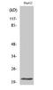 Mitochondrial Ribosomal Protein L41 antibody, STJ94228, St John