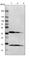 NAD(P) Dependent Steroid Dehydrogenase-Like antibody, HPA000571, Atlas Antibodies, Western Blot image 