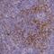 CD40 Molecule antibody, NBP2-33956, Novus Biologicals, Immunohistochemistry paraffin image 