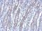 BEN Domain Containing 2 antibody, NBP2-15562, Novus Biologicals, Immunohistochemistry paraffin image 