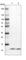 CDC42 Small Effector 2 antibody, HPA038624, Atlas Antibodies, Western Blot image 