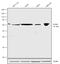 Transforming Growth Factor Beta Receptor 2 antibody, 710715, Invitrogen Antibodies, Western Blot image 