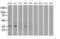 Aldo-Keto Reductase Family 1 Member A1 antibody, MA5-25009, Invitrogen Antibodies, Western Blot image 
