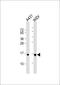 H2B Histone Family Member S antibody, 59-982, ProSci, Western Blot image 