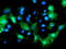 Docking Protein 7 antibody, TA504809, Origene, Immunofluorescence image 