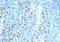 Human Ig Light chain antibody, AM50288PU-T, Origene, Immunohistochemistry paraffin image 