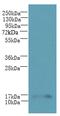 Trafficking Protein Particle Complex 2 Like antibody, A61470-100, Epigentek, Western Blot image 