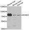 Potassium Voltage-Gated Channel Subfamily D Member 3 antibody, A03317-1, Boster Biological Technology, Western Blot image 