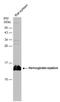 HBE antibody, GTX108396, GeneTex, Western Blot image 