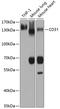 Platelet And Endothelial Cell Adhesion Molecule 1 antibody, 18-982, ProSci, Western Blot image 