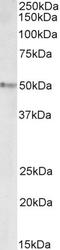 Signal Transducing Adaptor Family Member 2 antibody, TA329096, Origene, Western Blot image 