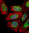 SP140 Nuclear Body Protein antibody, abx027073, Abbexa, Immunocytochemistry image 