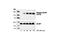 Eukaryotic Translation Initiation Factor 4E Binding Protein 1 antibody, 9455S, Cell Signaling Technology, Western Blot image 