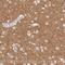 Solute Carrier Family 17 Member 7 antibody, NBP2-39000, Novus Biologicals, Immunohistochemistry frozen image 