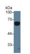 Interleukin 20 Receptor Subunit Alpha antibody, LS-C374825, Lifespan Biosciences, Western Blot image 