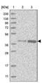 DnaJ Heat Shock Protein Family (Hsp40) Member B4 antibody, PA5-55832, Invitrogen Antibodies, Western Blot image 