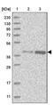 DnaJ homolog subfamily B member 4 antibody, PA5-55832, Invitrogen Antibodies, Western Blot image 