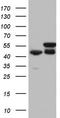 Required For Meiotic Nuclear Division 5 Homolog A antibody, LS-C789837, Lifespan Biosciences, Western Blot image 