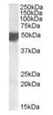 CXADR Like Membrane Protein antibody, orb20208, Biorbyt, Western Blot image 