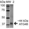 Autophagy Related 4B Cysteine Peptidase antibody, SPC-630D-APC, StressMarq, Western Blot image 